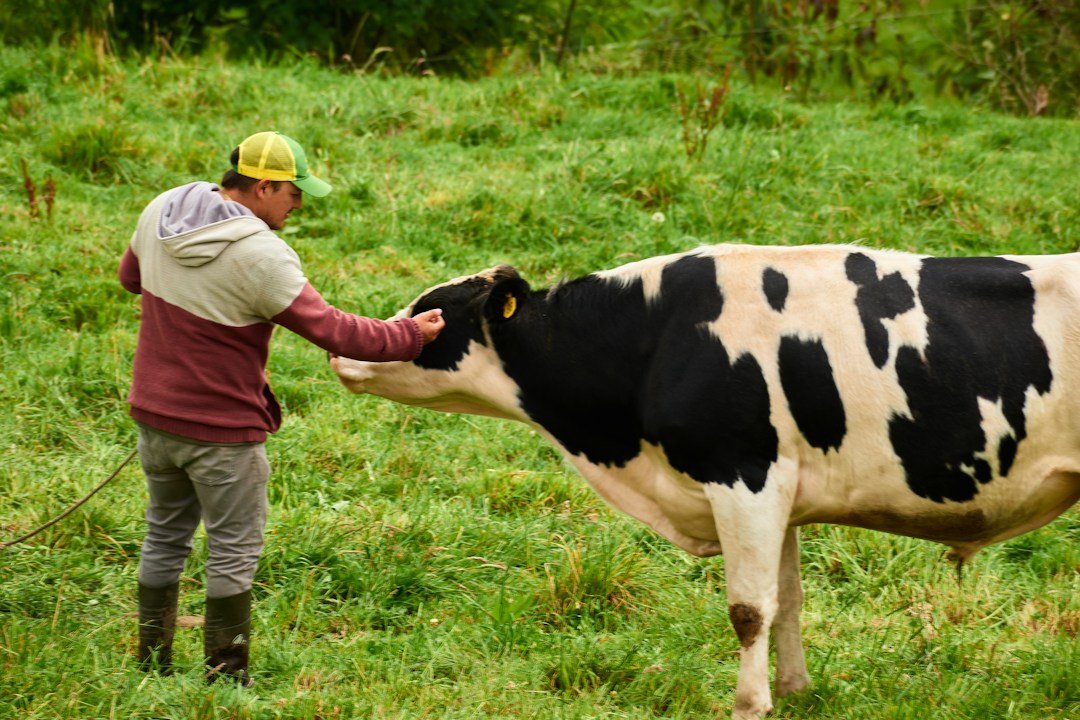Fresh dairy cattle